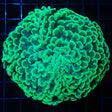 Large Green Hammer Coral