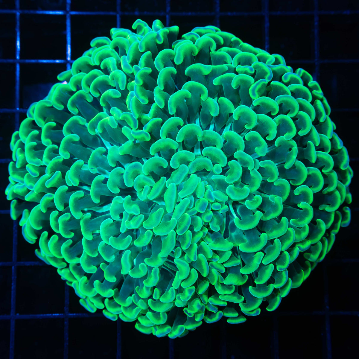 Large Green Hammer Coral