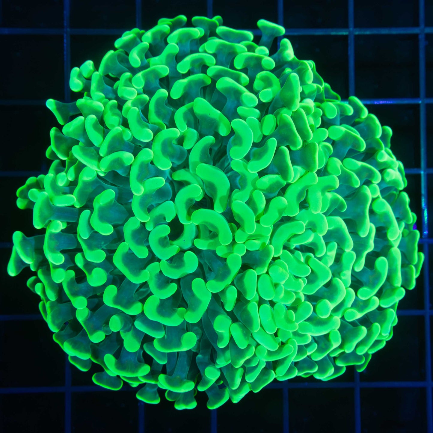 Large Neon Green Hammer Coral