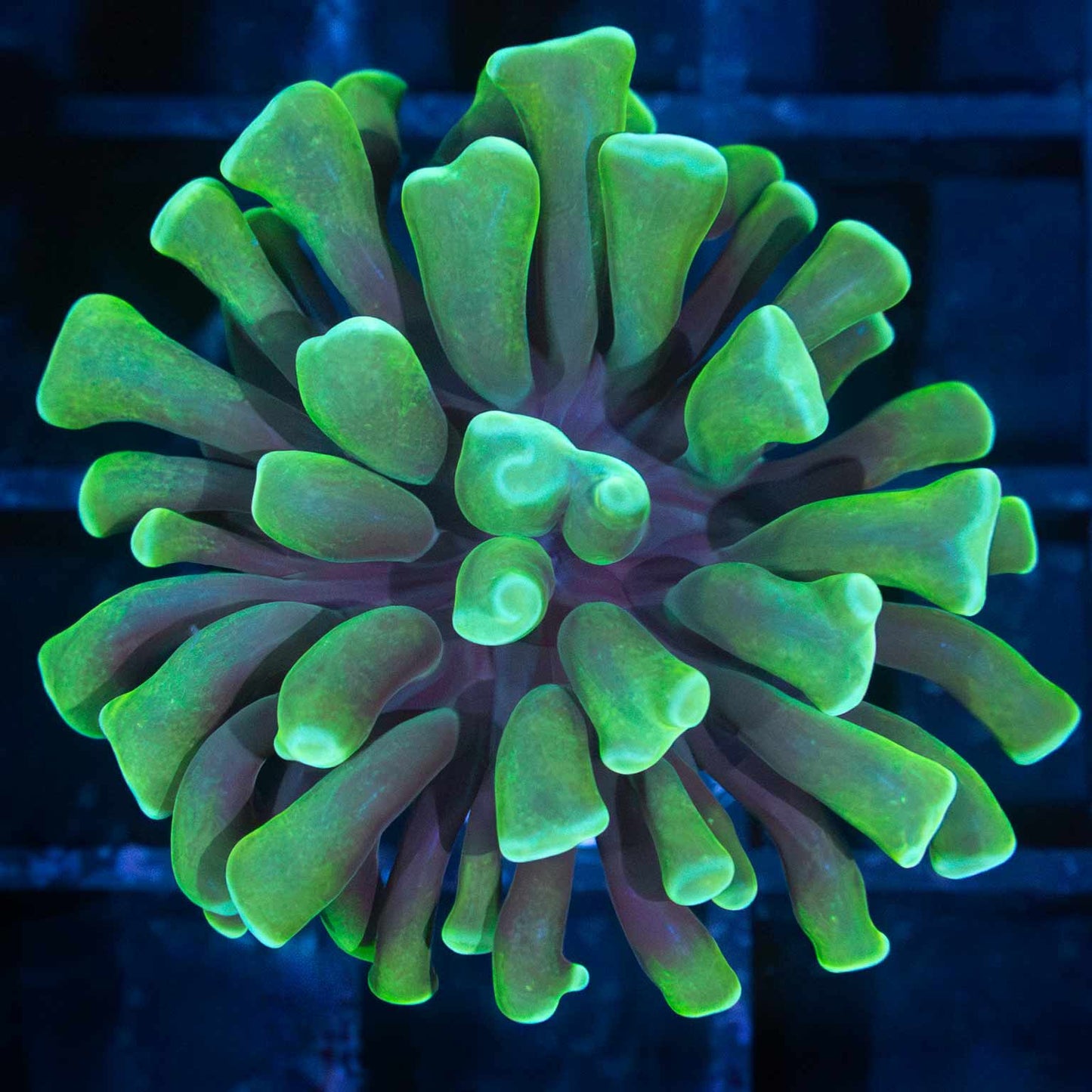 Green Branching Hammer Coral