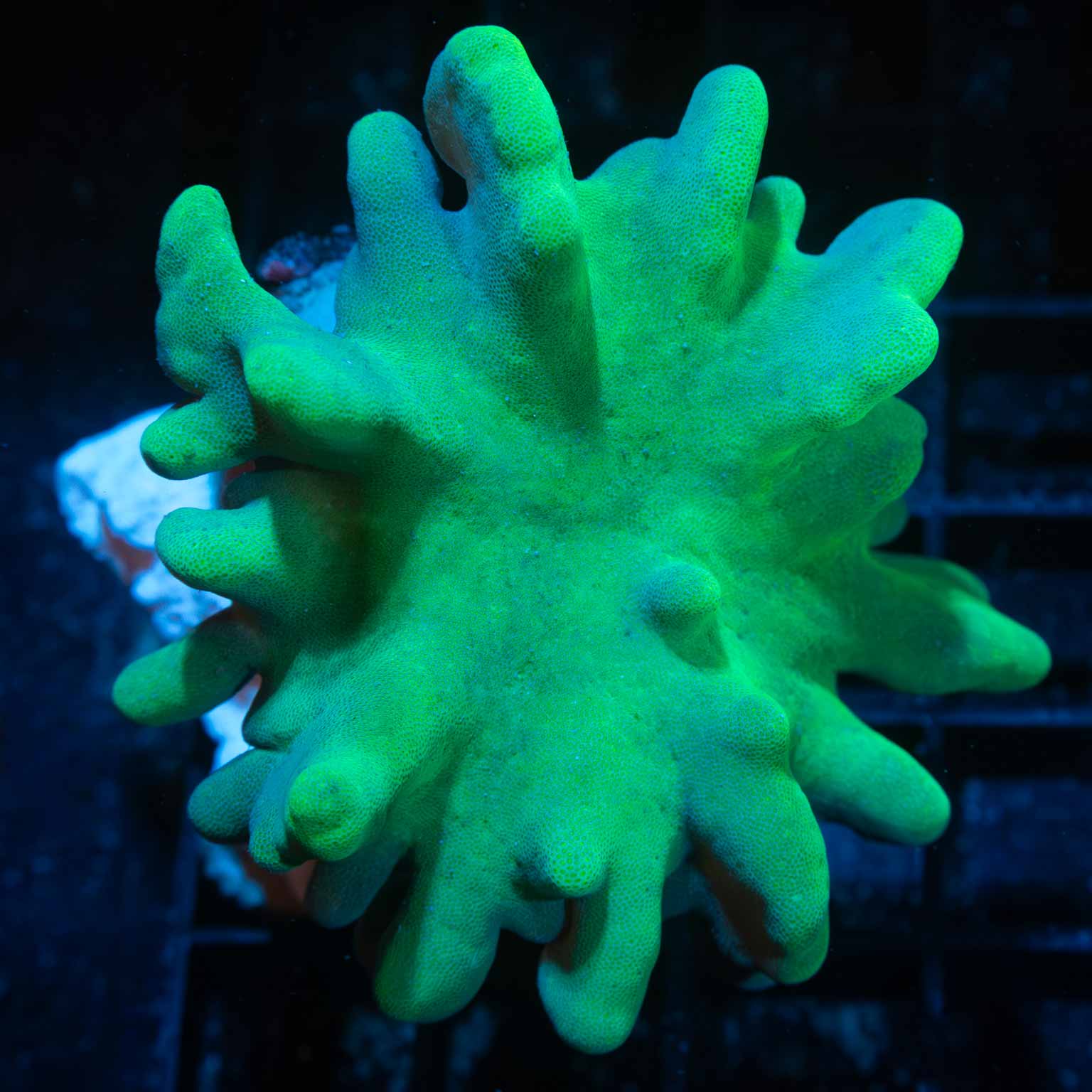 Leather Corals for sale Leather coral care Lucky Corals