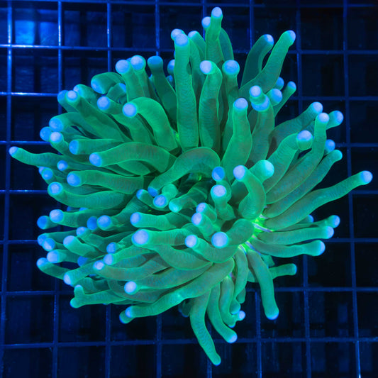 Long Tentacle Plate Coral 5.5"