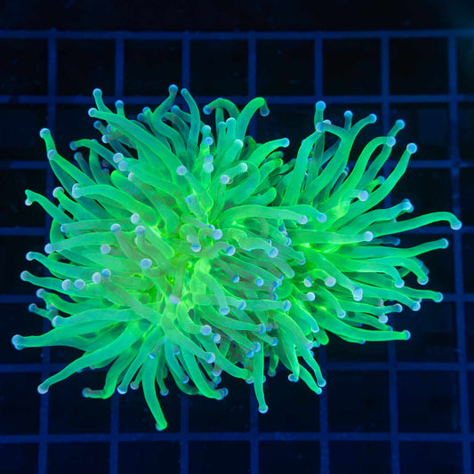2 Large Heads Neon Green Torch