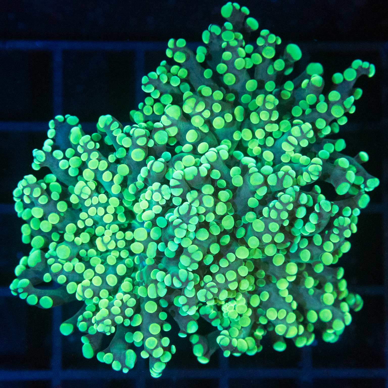 Large Green on Green Frogspawn (Branching)