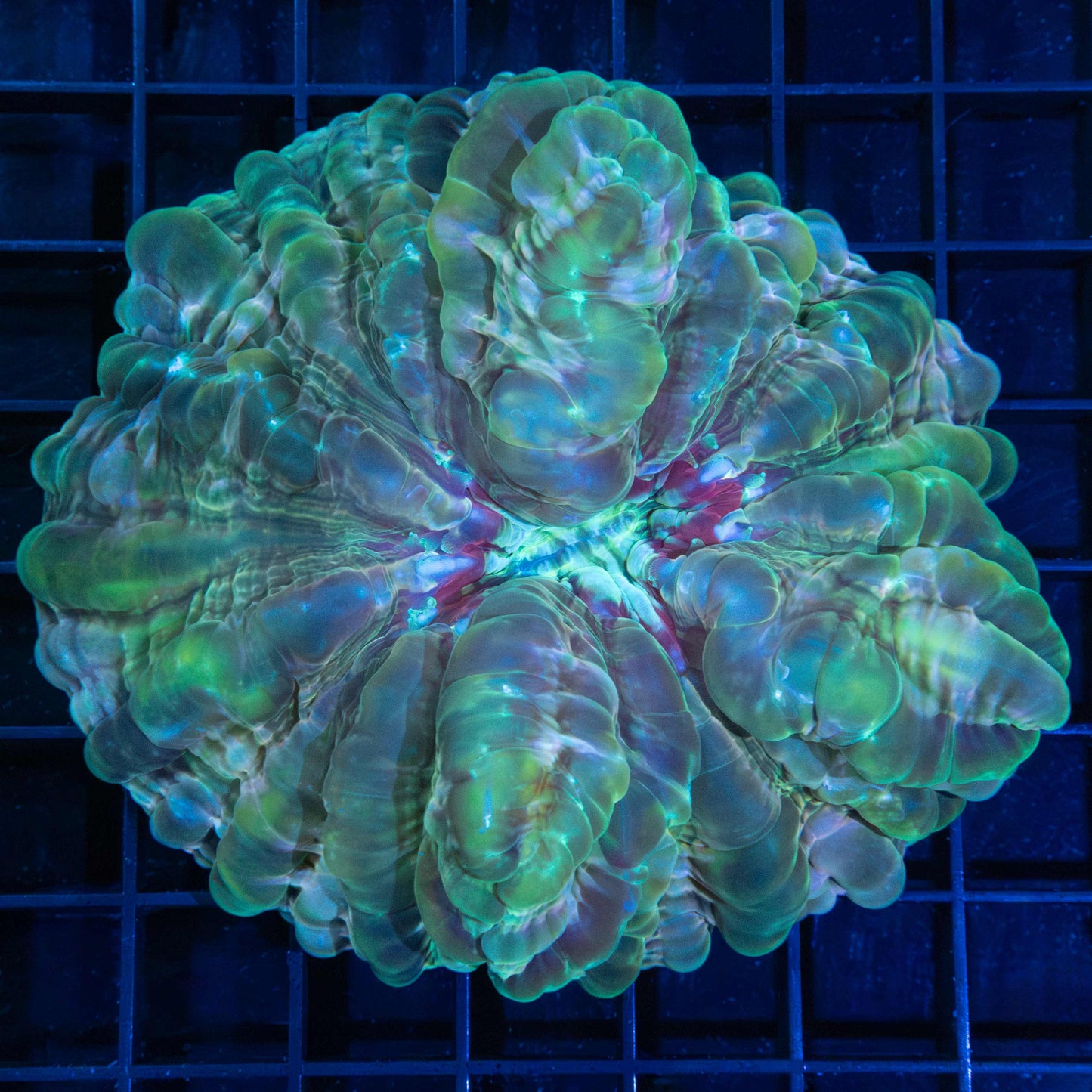 Green Pink Red Pink Cynarina 4.25"