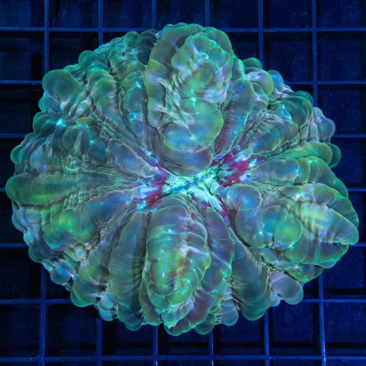 Green Pink Red Pink Cynarina 4.25"