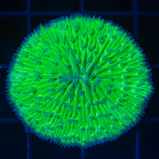 Neon Green Plate Coral