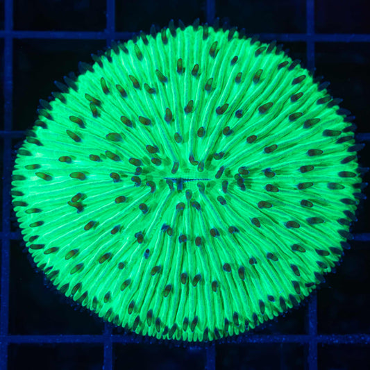 Neon Green Plate Coral 2.25"