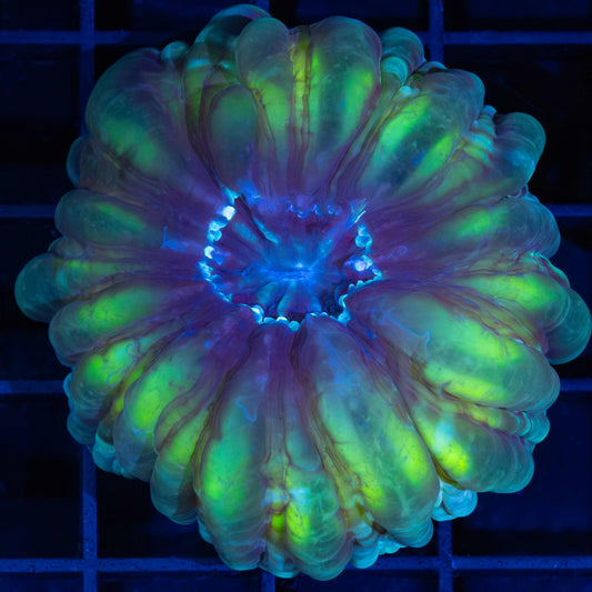 Purple and Green Cynarina