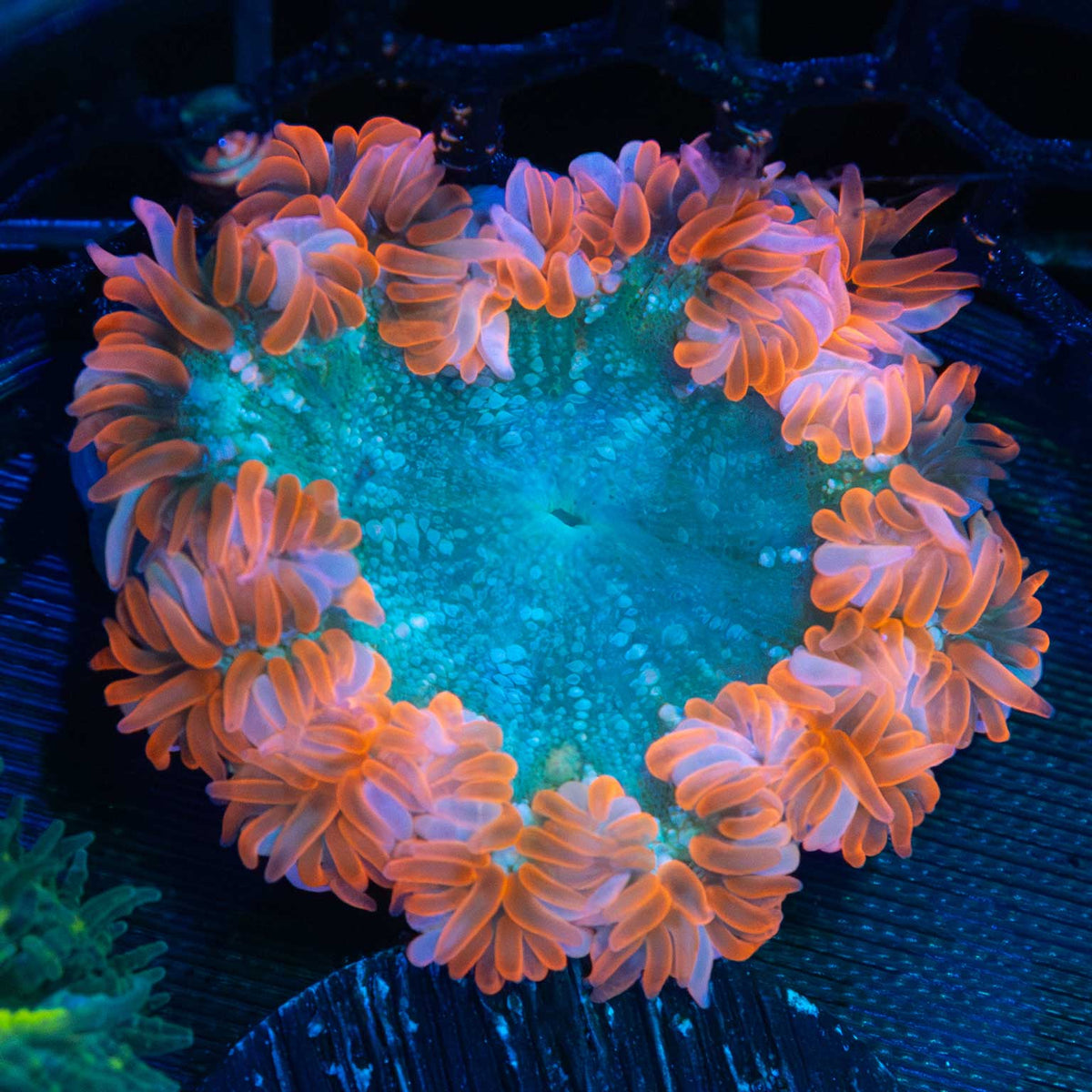 Rock Flower Anemone