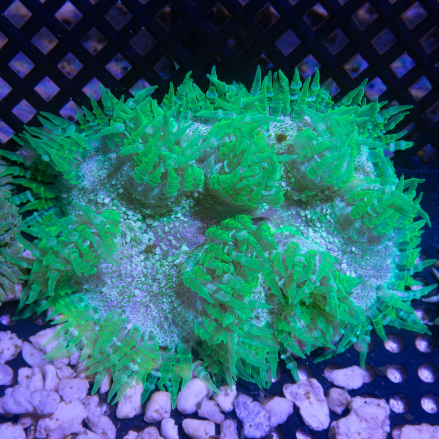 XL Green Rock Flower Anemone 3.5"