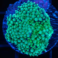 Green Ricordea