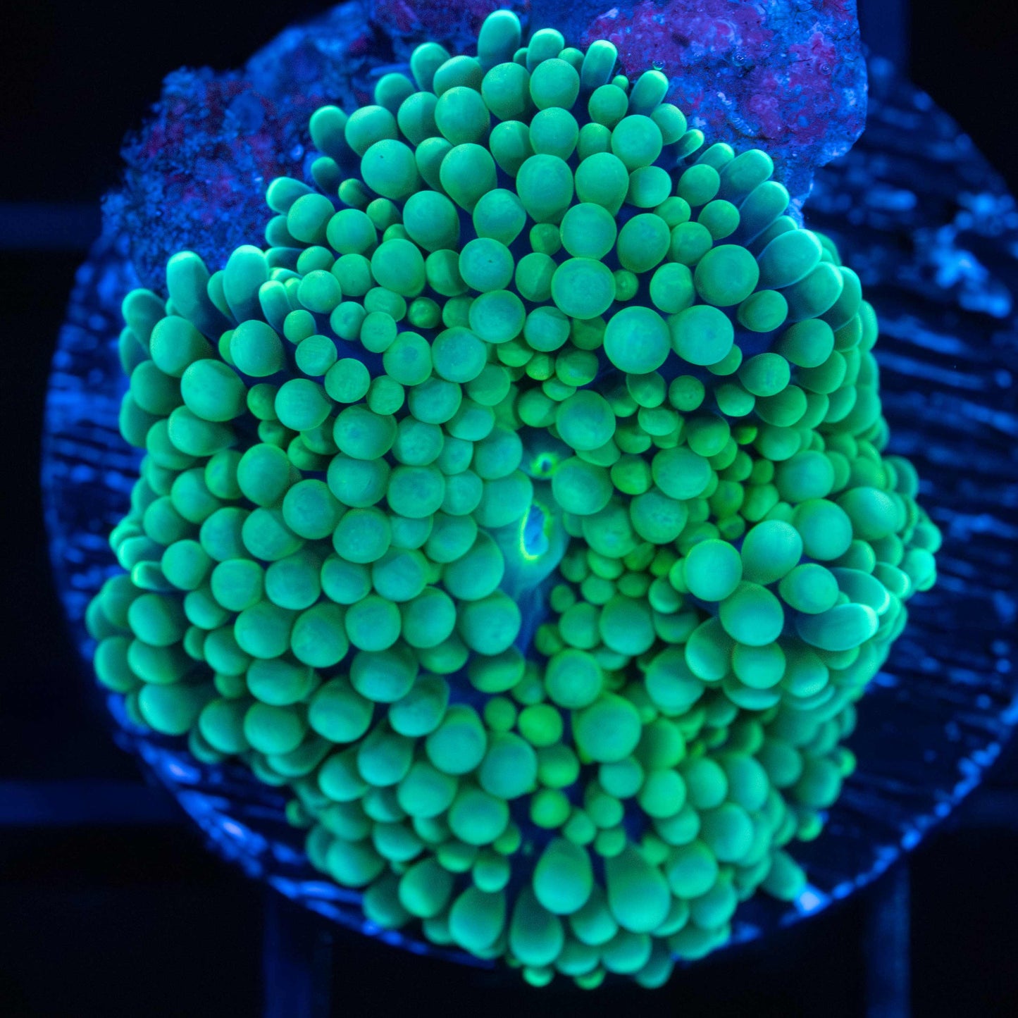 Green Ricordea Mushroom