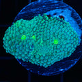 Green Ricordea
