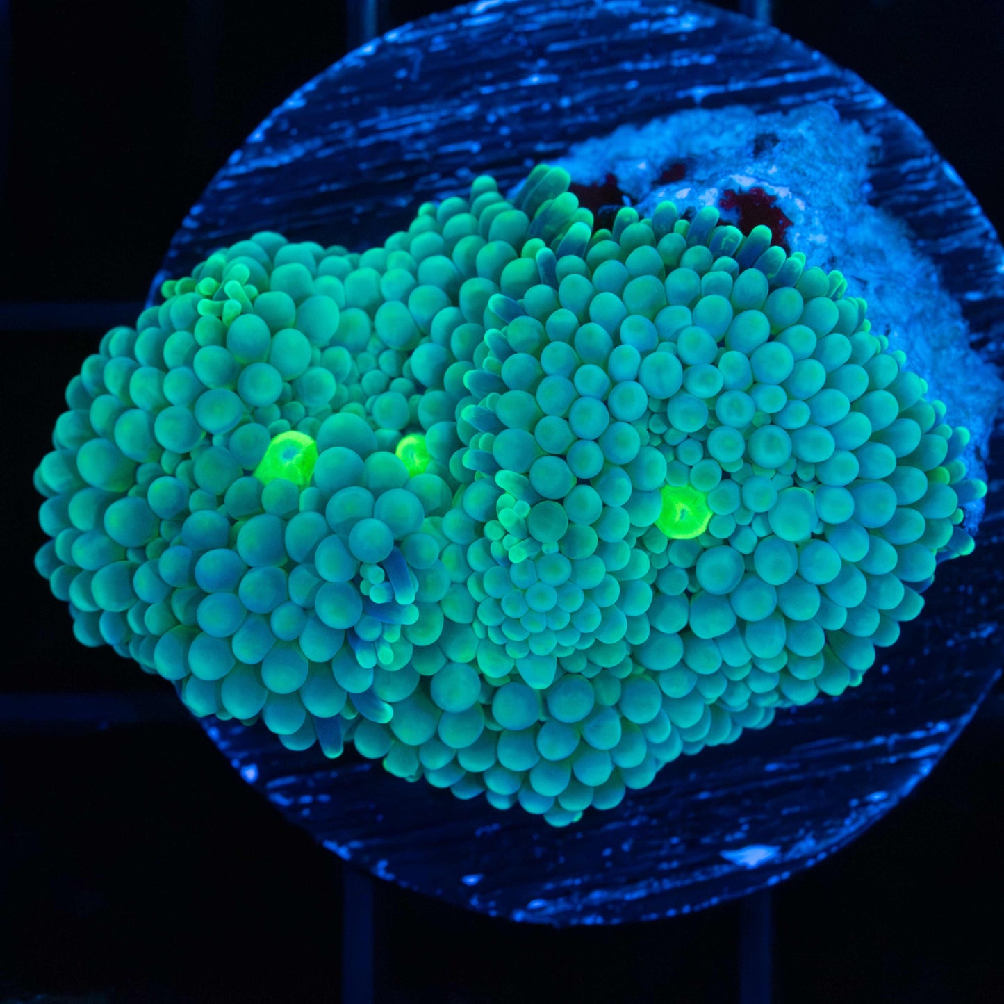 Green Ricordea Mushroom