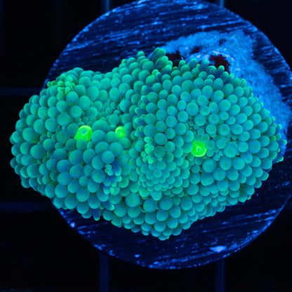 Green Ricordea Mushroom