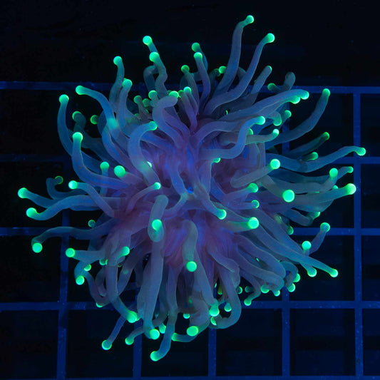 Green Tip Torch Coral