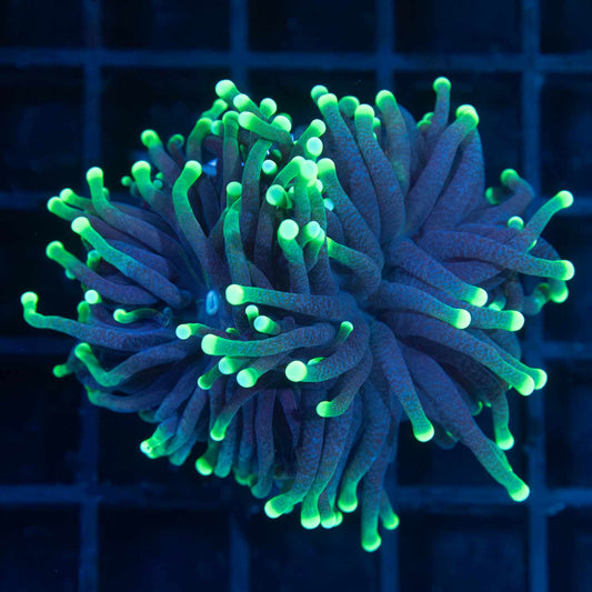 Green Tip Torch Coral (2Heads)