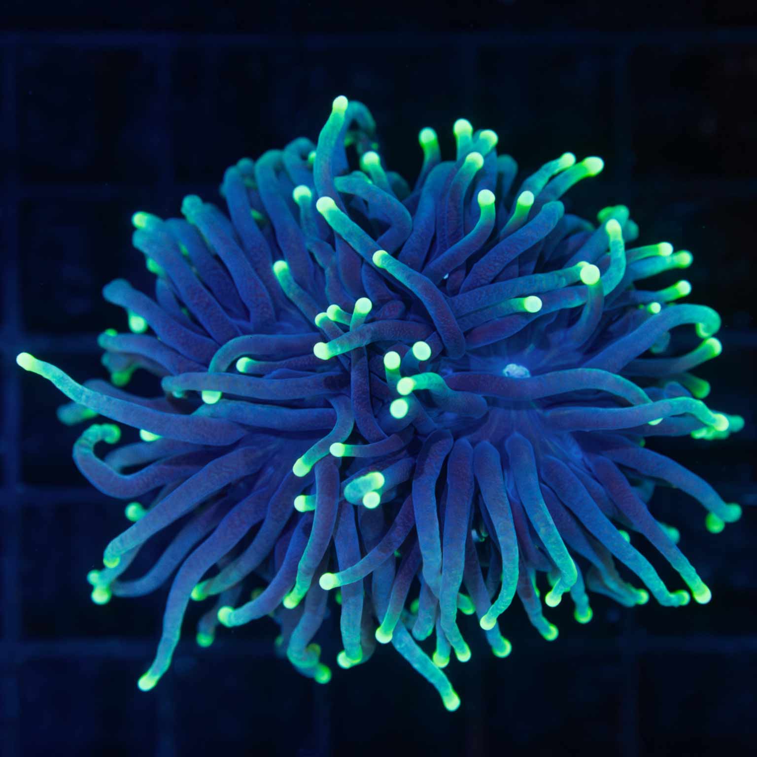 Green Tip Torch Coral (Splitting)