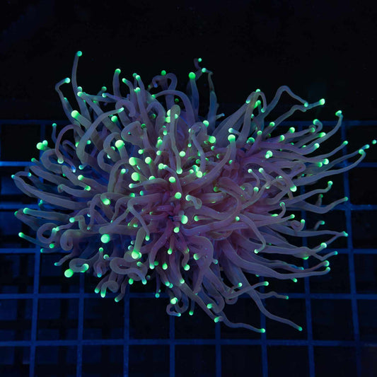XL 2 Heads Green Tip Torch Coral