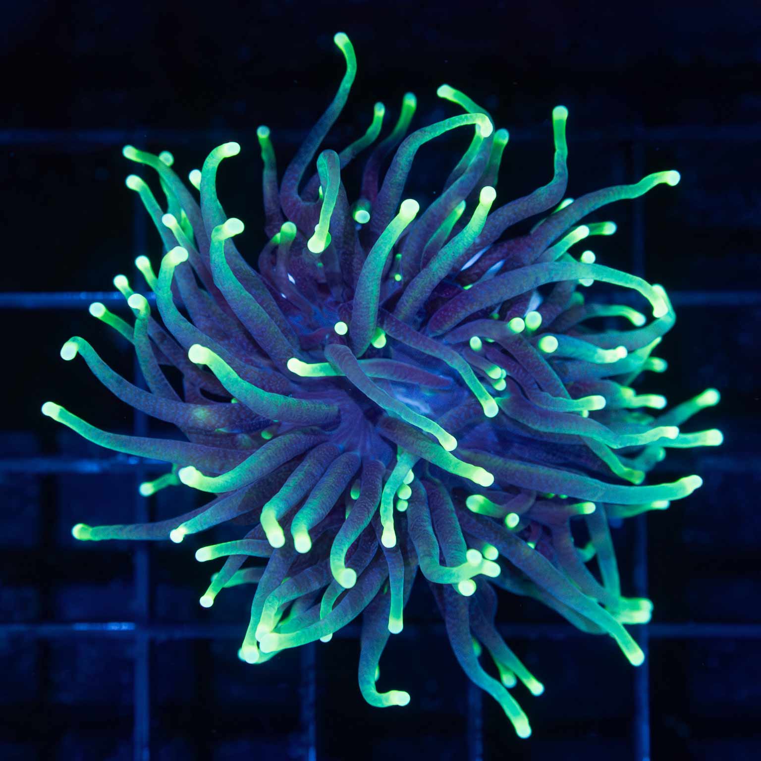 Green Tip Torch Coral