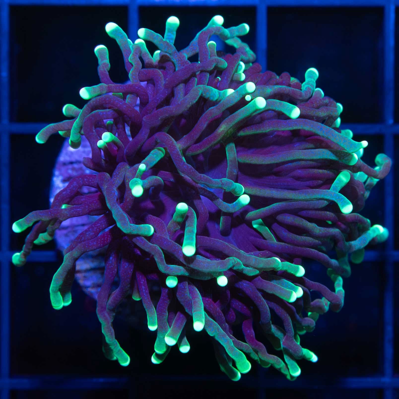 Torch Coral for Sale – Lucky Corals