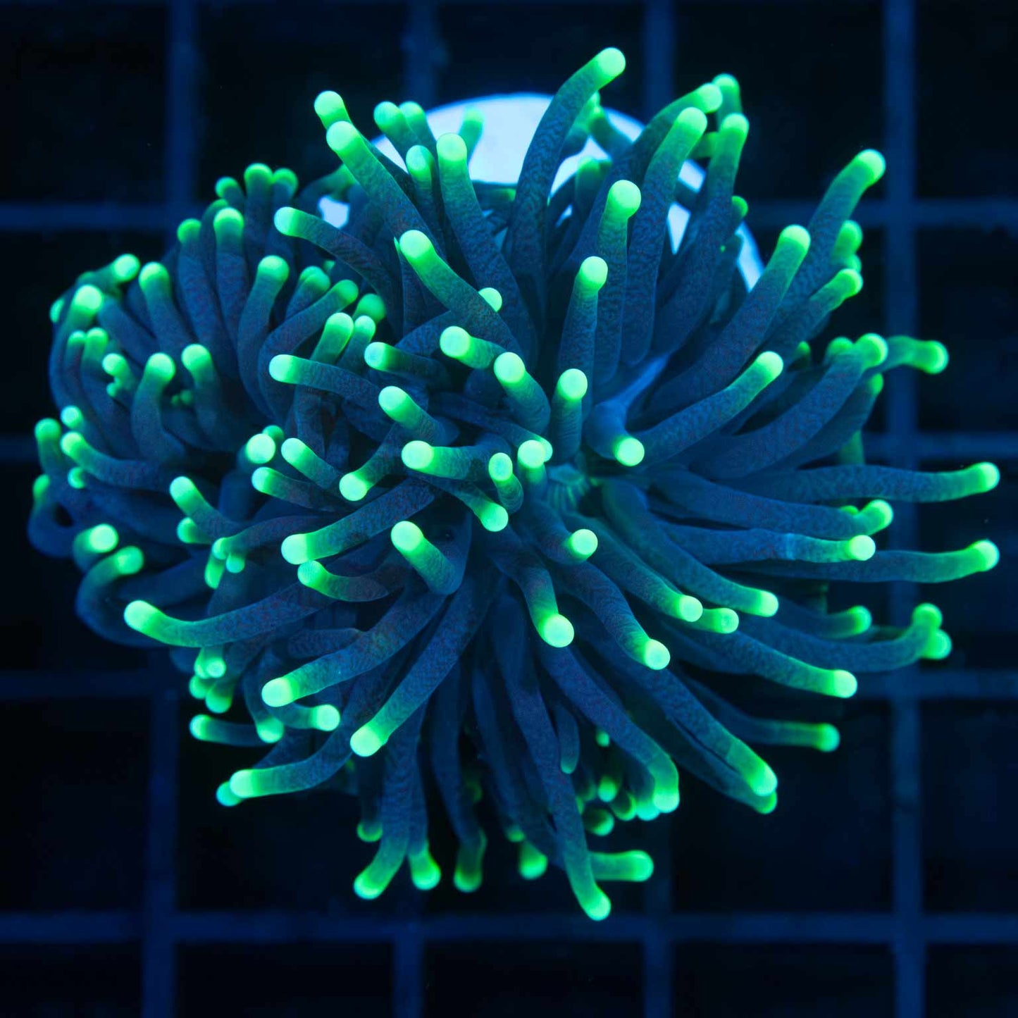 Green Tip Torch Coral (2 Heads)