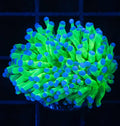 1 Polyp Blue Tip