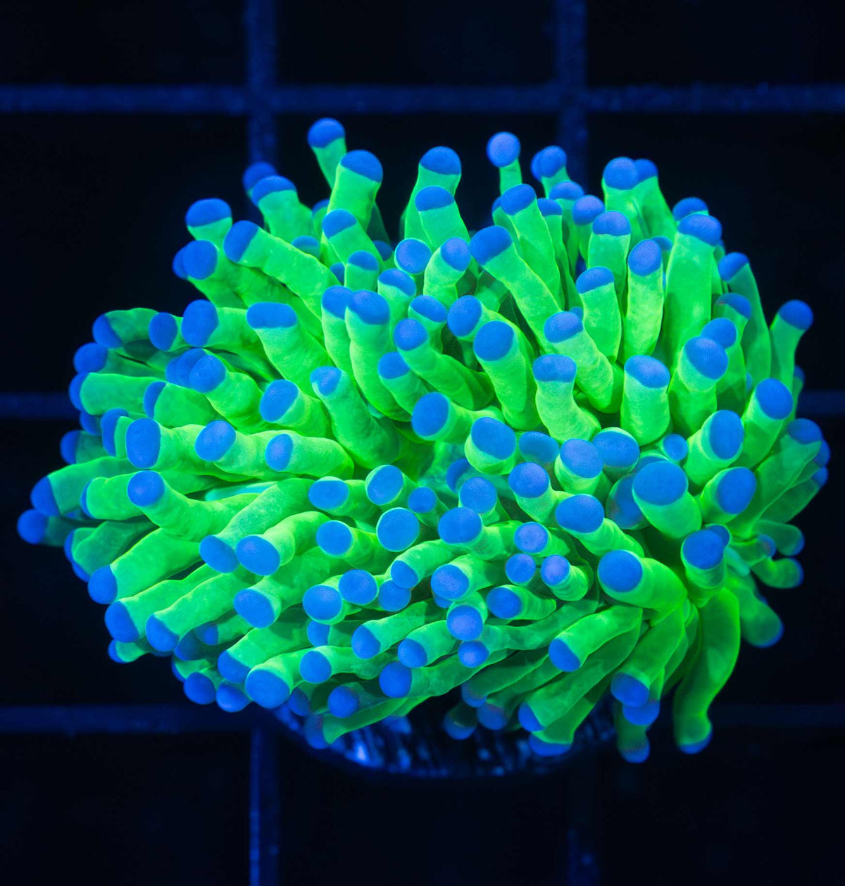 green blue tip torch coral 