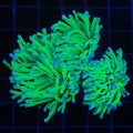 3 Polyp Colony