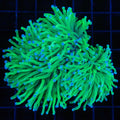 3 Polyp Colony
