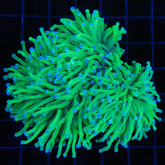 blue tip green torch 3 polyp colony