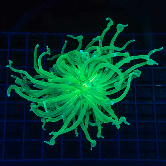 XL Blue Tip Green Torch
