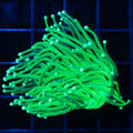 1 Polyp Green Tip