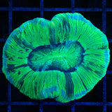Green Trachyphyllia