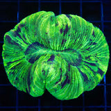 Yellowish Green Trachyphyllia