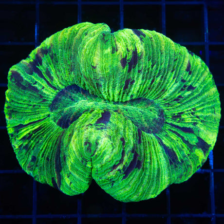 Yellowish Green Trachyphyllia