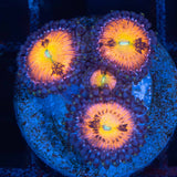 Halle Berry Zoa