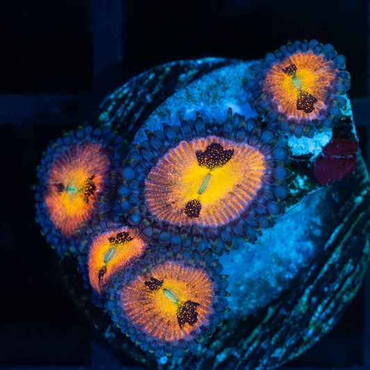 Halle Berry Zoas (5 polyps)