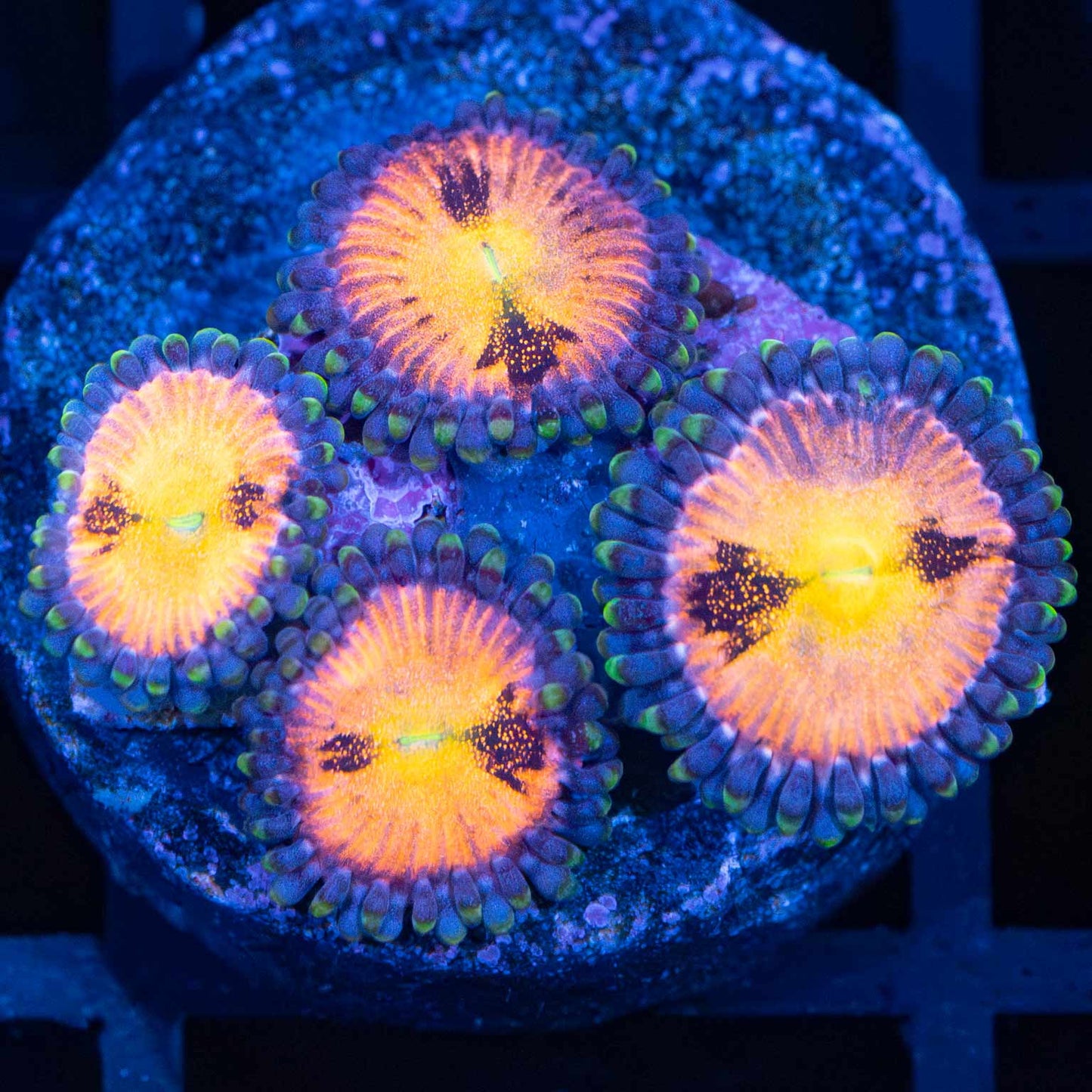 Halle Berry Zoas (4 polyps)