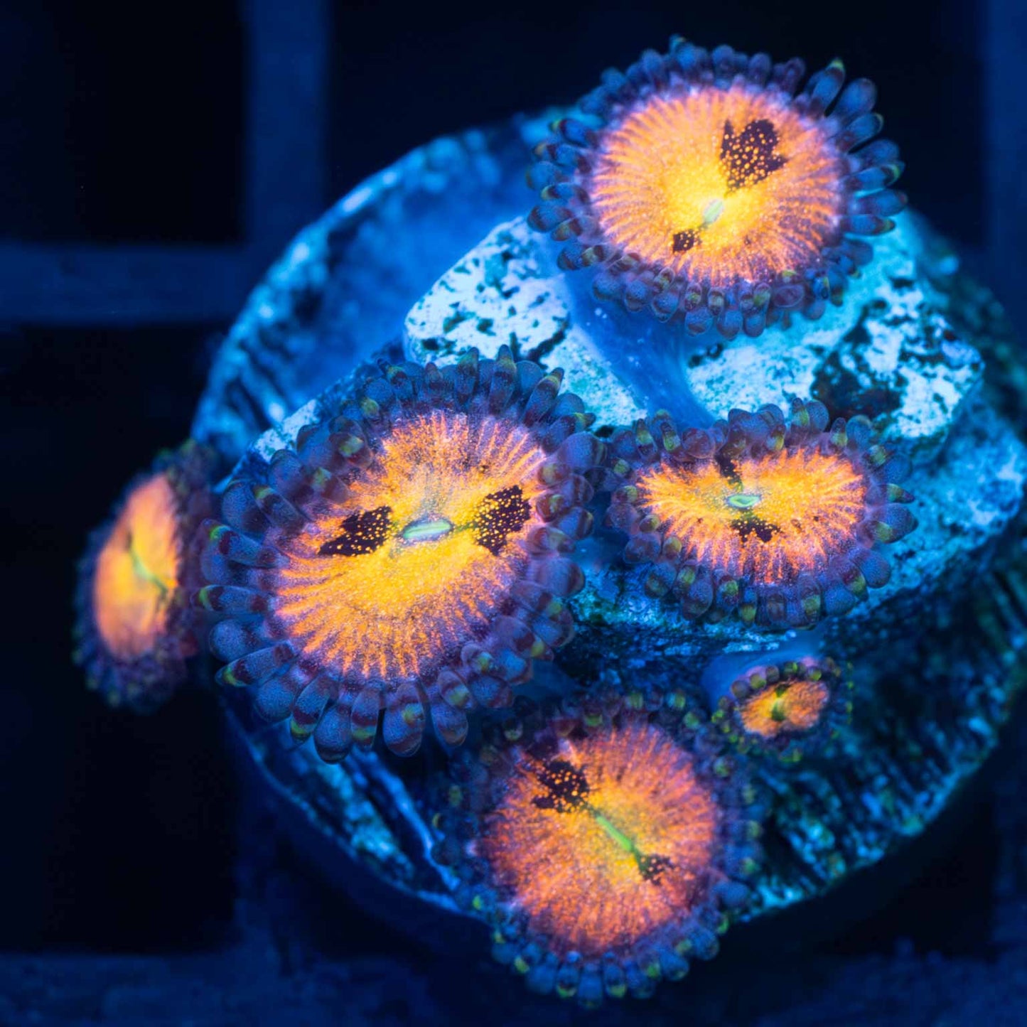 Halle Berry Zoas (6 polyps)