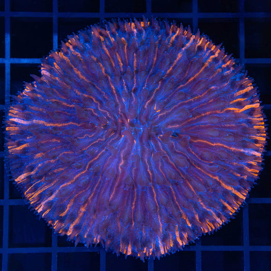 XL Orange Lines Plate Coral 3.5"