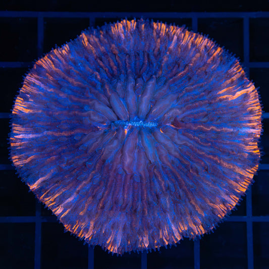 Large Happy Halloween Plate Coral 3"