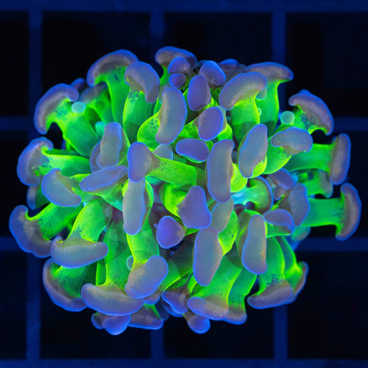 4 Color Branching Hammer Coral