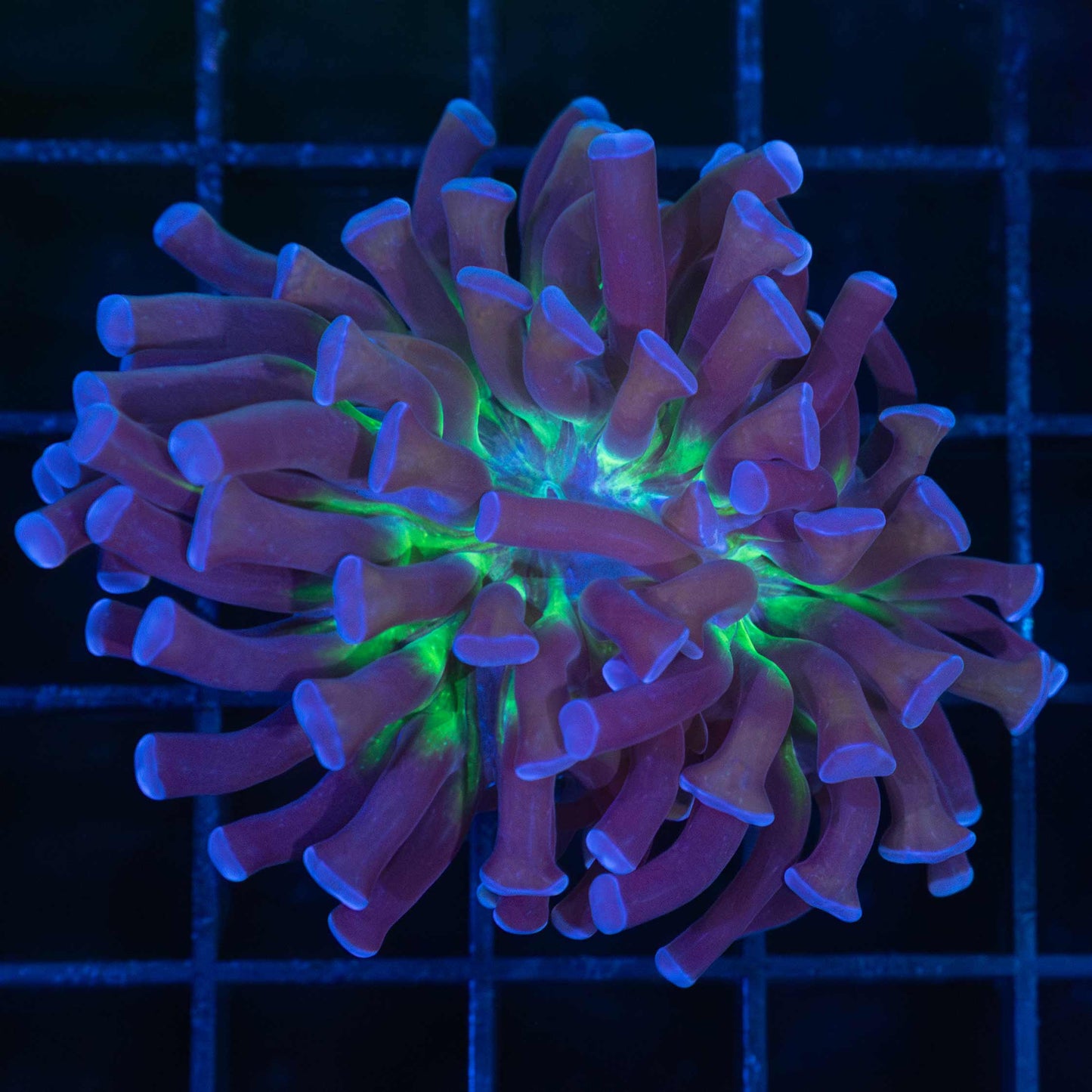 Crown Royal Hammer Coral