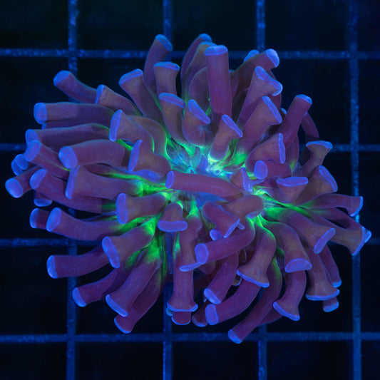 Crown Royal Hammer Coral