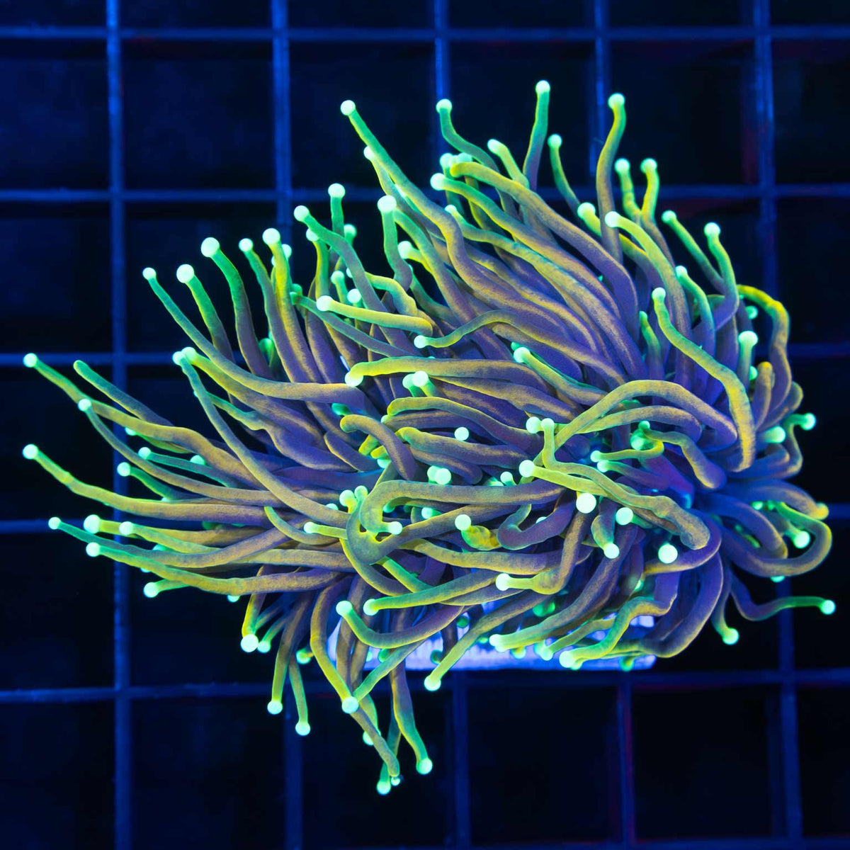 Hellfire Torch Coral Large Splitting Head