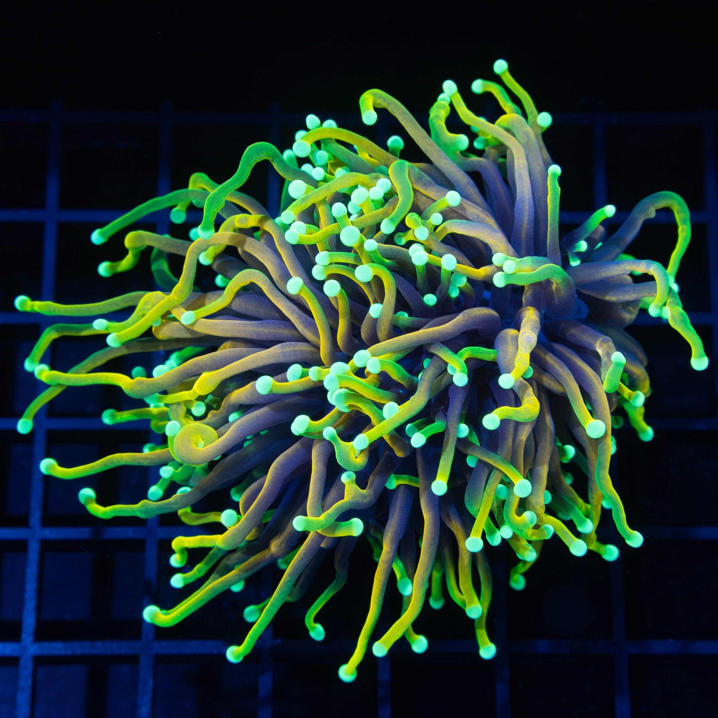 XL Hellfire Torch Coral 4"