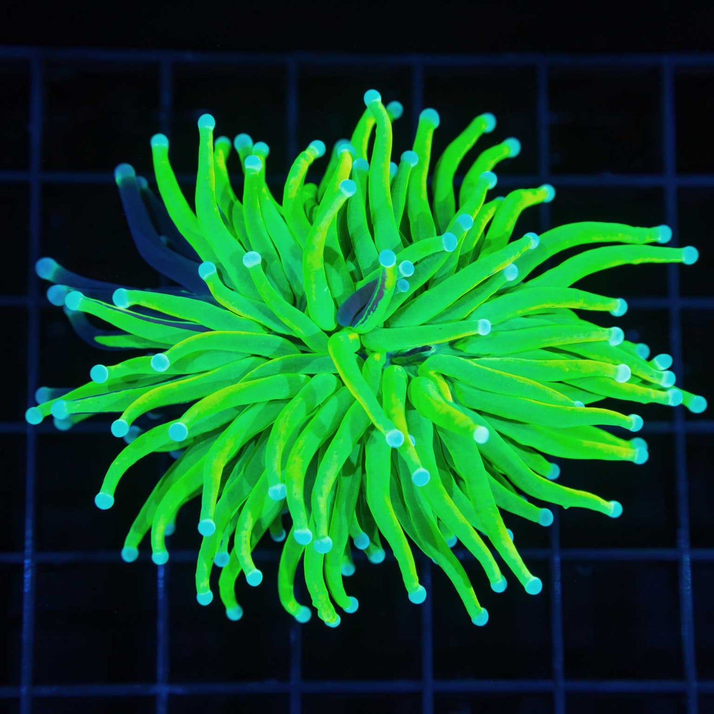 Grafted Holy Grail Torch (Splitting)