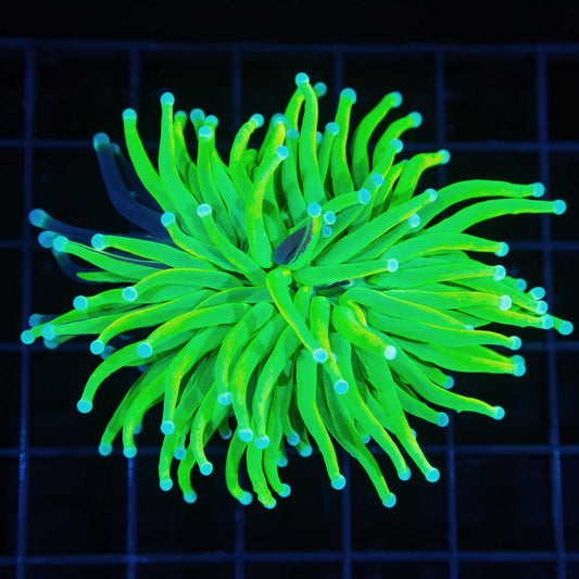 Grafted Holy Grail Torch (Splitting)